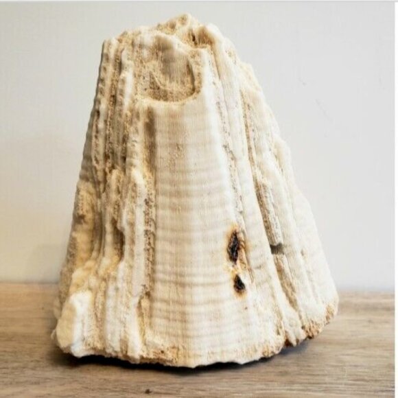 Large Vintage 1kg! Natural Real Sea Coral Specimen 6x5x4 Inches - Picture 4 of 9